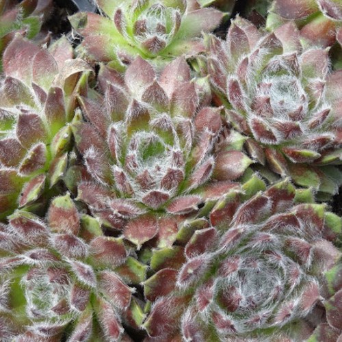 Sempervivum 'Van der Steen' - Mägisibul 'Van der Steen' P9/0,55L  